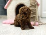 Oyuncak Boyutunda Poodle