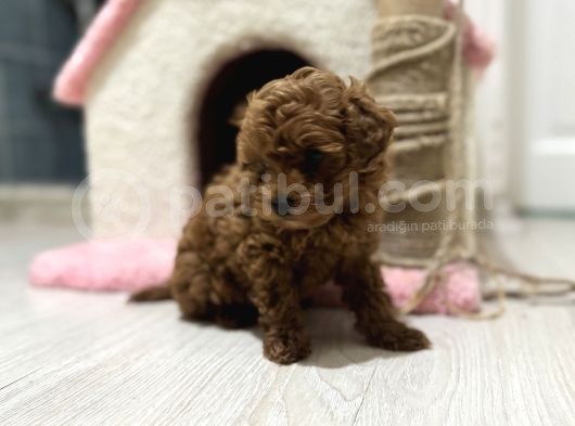 Oyuncak Boyutunda Poodle görsel
