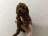 Oyuncak Boyutunda Poodle