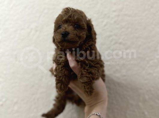 Oyuncak Boyutunda Poodle görsel