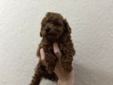 Oyuncak Boyut Poodle
