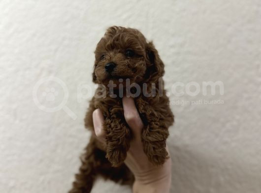 Oyuncak Boyut Poodle görsel