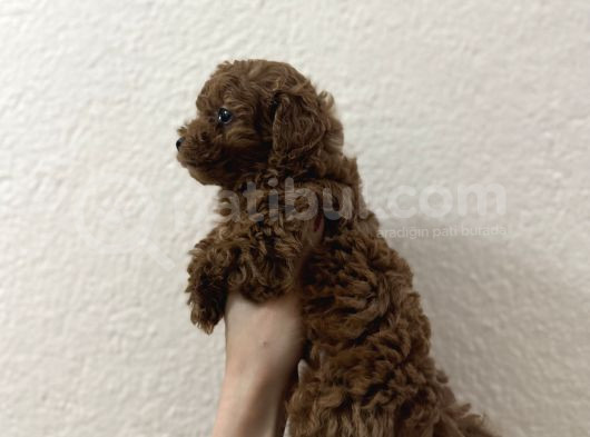Oyuncak Boyut Poodle görsel