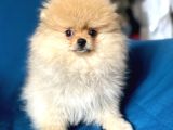 Mi̇ni̇ Boy Boo Kizimiz