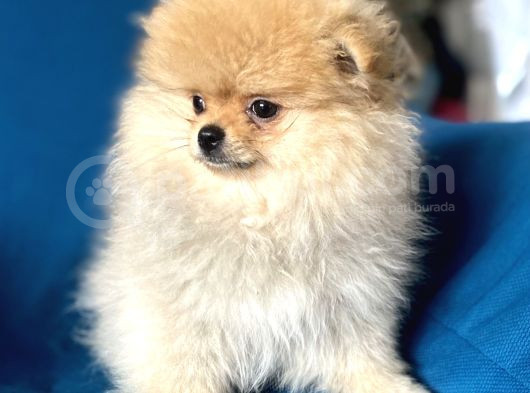 Mi̇ni̇ Boy Boo Kizimiz görsel