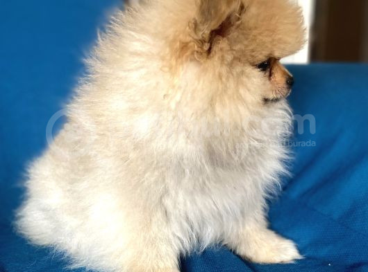 Mi̇ni̇ Boy Boo Kizimiz görsel