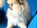 Mi̇ni̇ Boy Boo Kizimiz