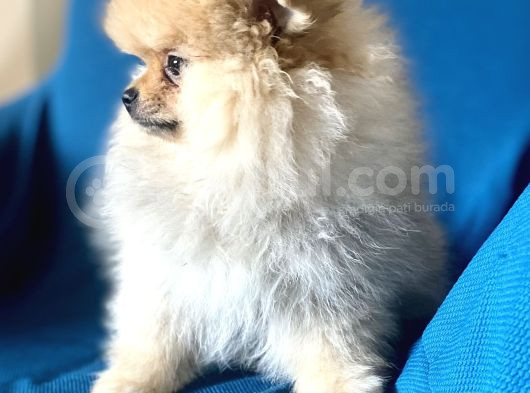 Mi̇ni̇ Boy Boo Kizimiz görsel