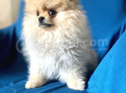Mi̇ni̇ Boy Boo Kizimiz görsel