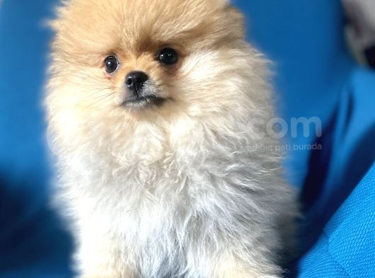 Mi̇ni̇ Boy Boo Kizimiz görsel