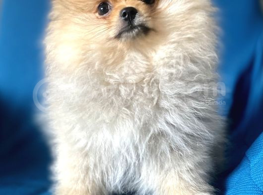Mi̇ni̇ Boy Boo Kizimiz görsel