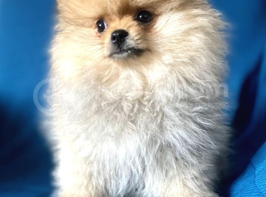 Mi̇ni̇ Boy Boo Kizimiz görsel