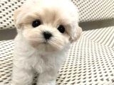 Xs Maltese Bebekler