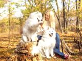 SAMOYED YAVRULARI ISTANBUL