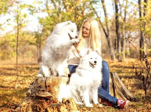 Samoyed Yavrulari Istanbul