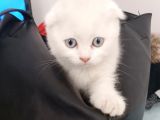 Bembeyaz Mavi̇ş Safkan 2 Aylik Di̇şi̇ Yavru Scottish Fold