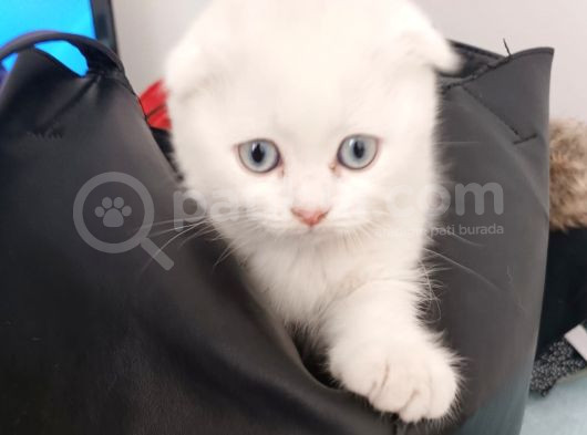 Bembeyaz Mavi̇ş Safkan 2 Aylik Di̇şi̇ Yavru Scottish Fold görsel