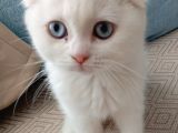Bembeyaz Mavi̇ş Safkan 2 Aylik Di̇şi̇ Yavru Scottish Fold