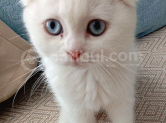 Bembeyaz Mavi̇ş Safkan 2 Aylik Di̇şi̇ Yavru Scottish Fold görsel