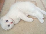 BEMBEYAZ MAVİŞ SAFKAN 2 AYLIK DİŞİ YAVRU SCOTTISH FOLD