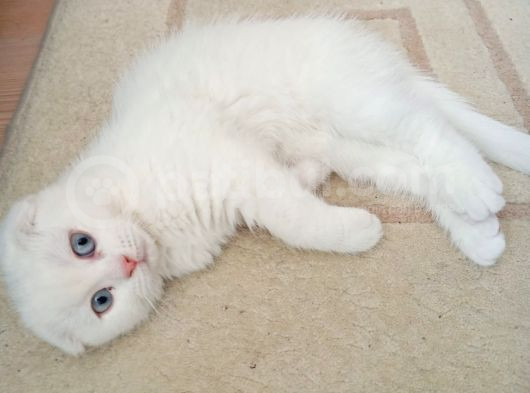 Bembeyaz Mavi̇ş Safkan 2 Aylik Di̇şi̇ Yavru Scottish Fold