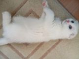 Bembeyaz Mavi̇ş Safkan 2 Aylik Di̇şi̇ Yavru Scottish Fold