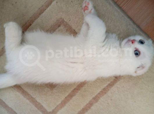 Bembeyaz Mavi̇ş Safkan 2 Aylik Di̇şi̇ Yavru Scottish Fold görsel