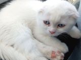 Bembeyaz Mavi̇ş Safkan 2 Aylik Di̇şi̇ Yavru Scottish Fold