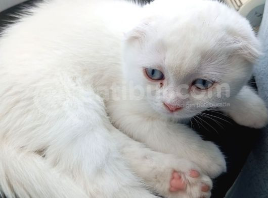 Bembeyaz Mavi̇ş Safkan 2 Aylik Di̇şi̇ Yavru Scottish Fold görsel