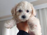 2 Aylık Dişi Maltese Terrier