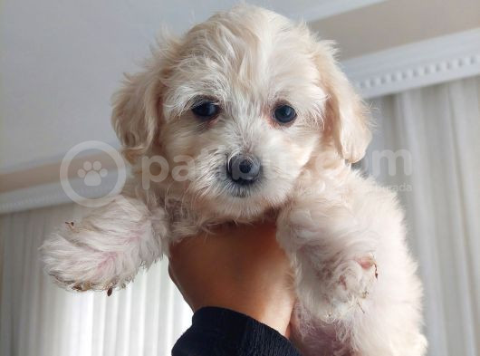 2 Aylık Dişi Maltese Terrier görsel