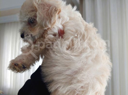 2 Aylık Dişi Maltese Terrier görsel
