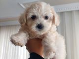 2 aylık dişi maltese terrier