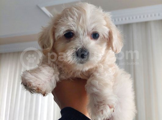 2 Aylık Dişi Maltese Terrier