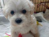2 Aylık Dişi Maltese Terrier