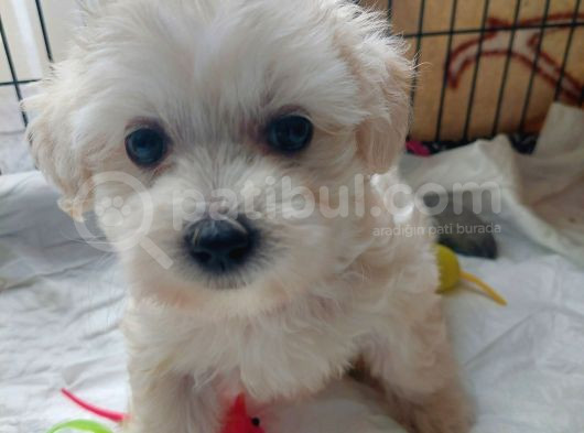 2 Aylık Dişi Maltese Terrier görsel