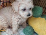 2 Aylık Dişi Maltese Terrier