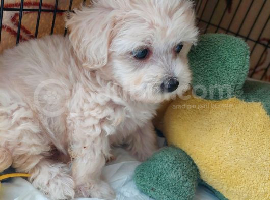 2 Aylık Dişi Maltese Terrier görsel