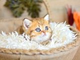 A Kalite Black Golden British Highhair