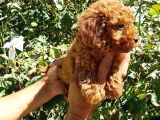 Red Brown Orji̇nal Gerçek Toy Poodle Yavrular