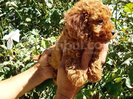 Red Brown Orji̇nal Gerçek Toy Poodle Yavrular görsel