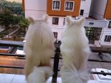 2 Adet Mevcut