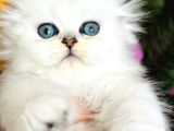 Secereli Scottish fold silver