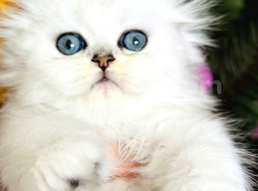 Secereli Scottish Fold Silver