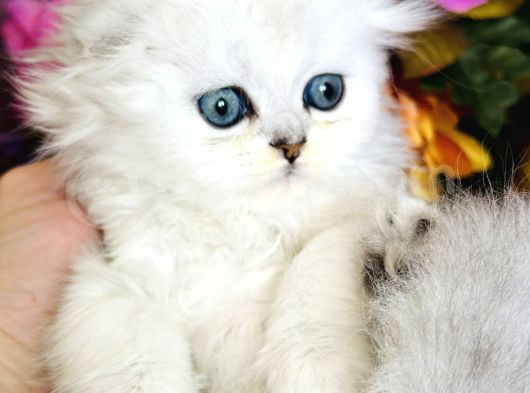 Secereli Scottish Fold Silver görsel