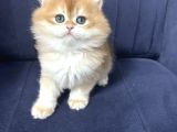 Muhteşem Güzellikte Golden Bebekler