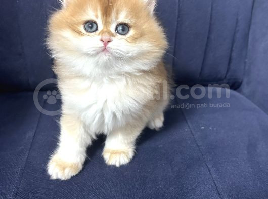 Muhteşem Güzellikte Golden Bebekler görsel