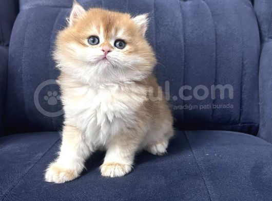 Muhteşem Güzellikte Golden Bebekler görsel