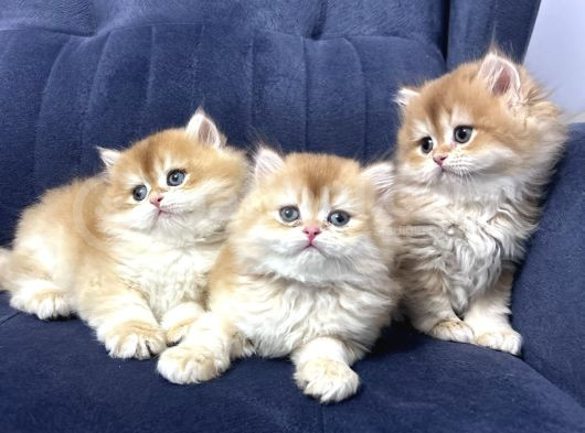 Muhteşem Güzellikte Golden Bebekler