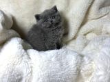Efsane Güzellikte Ayıcık Bebekler